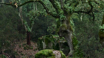 Parque Natural Los Alcornocales, Cádiz