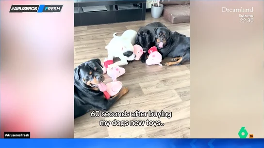Un dueño regala a sus perros unos peluches de 'Peppa Pig' y así acaban 60 segundos después de dárselos Un dueño regala a sus perros unos peluches de 'Peppa Pig' y así acaban 60 segundos después de dárselos