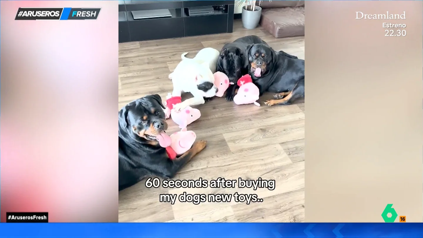 Un dueño regala a sus perros unos peluches de 'Peppa Pig' y así acaban 60 segundos después de dárselos Un dueño regala a sus perros unos peluches de 'Peppa Pig' y así acaban 60 segundos después de dárselos