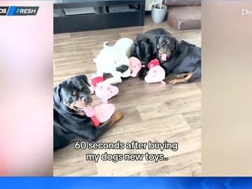 Un dueño regala a sus perros unos peluches de &#39;Peppa Pig&#39; y así acaban 60 segundos después de dárselos
