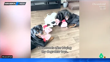 Un dueño regala a sus perros unos peluches de &#39;Peppa Pig&#39; y así acaban 60 segundos después de dárselos