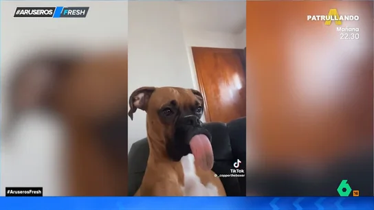 Hans Arús reacciona a un perro boxer con la lengua extralarga: "La tendrá seca un buen rato" Hans Arús reacciona a un perro boxer con la lengua extralarga: "La tendrá seca un buen rato"