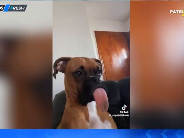Hans Arús reacciona a un perro boxer con la lengua extralarga: "La tendrá seca un buen rato"