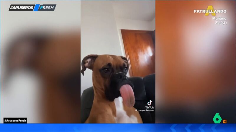 Hans Arús reacciona a un perro boxer con la lengua extralarga: "La tendrá seca un buen rato"