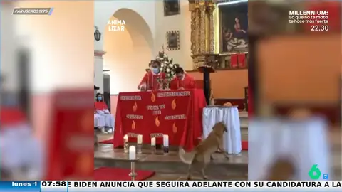 El momento en el que un perro decide robar el cuerpo de Cristo en plena misa cuando el cura no mira