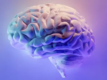 Un cerebro Un cerebro