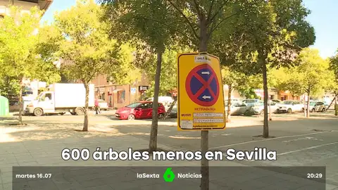 600 árboles menos en Sevilla