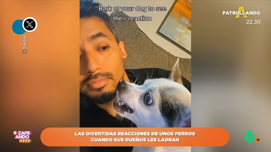 As&iacute; reaccionan los perros cuando sus due&ntilde;os imitan un ladrido 