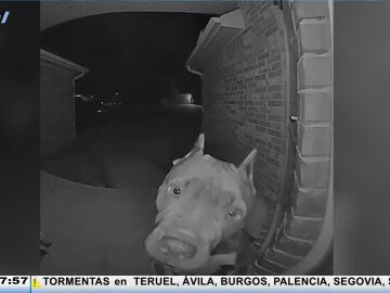 Alfonso Arús alucina con un perro que se pasea a sí mismo y toca el timbre para volver a su casa: "Es adorable"