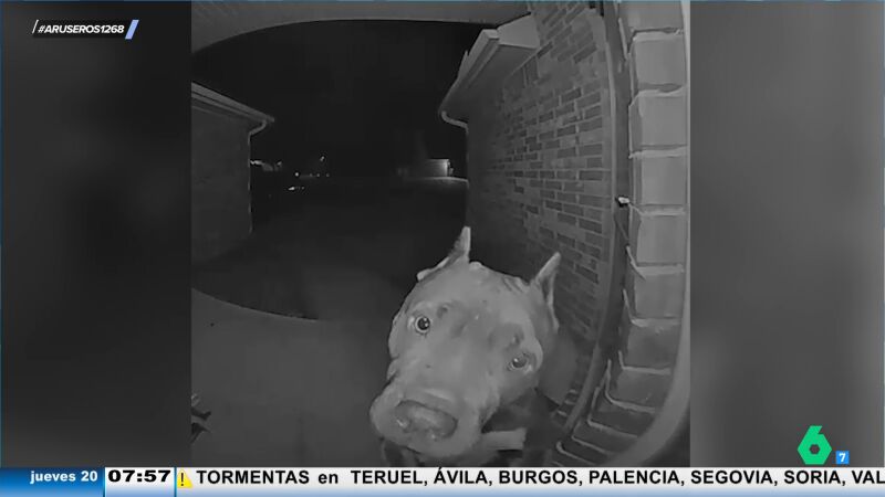 Alfonso Arús alucina con un perro que se pasea asimismo y toca el timbre para volver a su casa: "Es adorable"