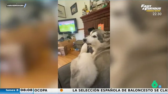La reacción de un perro a la tanda de penaltis mientras ve el partido con su dueño La reacción de un perro a la tanda de penaltis mientras ve el partido con su dueño
