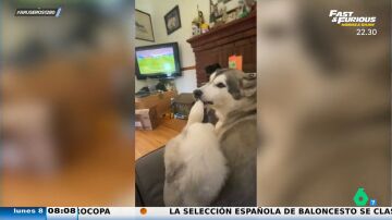 La reacción de un perro a la tanda de penaltis mientras ve el partido con su dueño