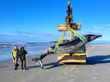 Cadáver ballena más rara del mundo