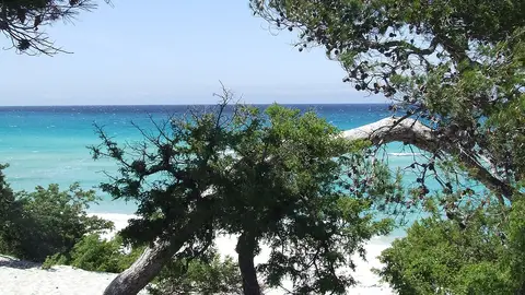 Playa de Saleccia, en Córcega Playa de Saleccia, en Córcega