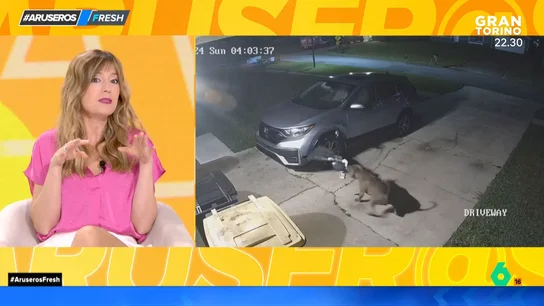 Dos perros destrozan un coche intentando cazar a un gato: causan unos daños por valor de casi 3.000 euros Dos perros destrozan un coche intentando cazar a un gato: causan unos daños por valor de casi 3.000 euros