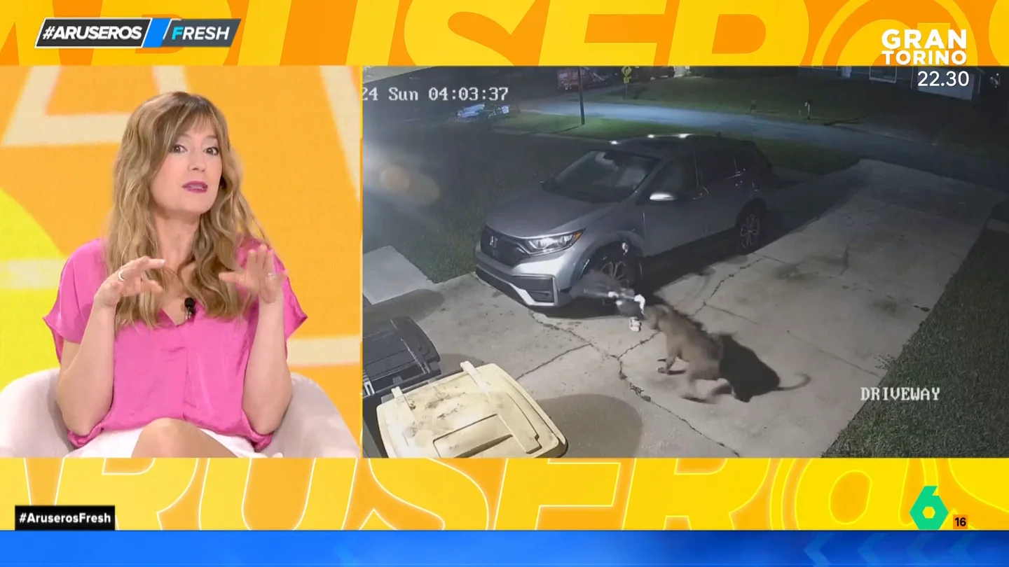 Dos perros destrozan un coche intentando cazar a un gato: causan unos daños por valor de casi 3.000 euros Dos perros destrozan un coche intentando cazar a un gato: causan unos daños por valor de casi 3.000 euros