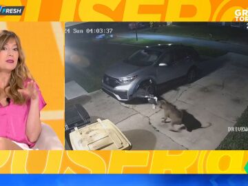 Dos perros destrozan un coche intentando cazar a un gato: causan unos daños por valor de casi 3.000 euros