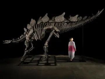 Esqueleto del dinosaurio apodado 'Apex' Esqueleto del dinosaurio apodado 'Apex'