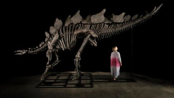Esqueleto del dinosaurio apodado 'Apex'
