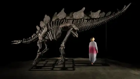 Esqueleto del dinosaurio apodado 'Apex' Esqueleto del dinosaurio apodado 'Apex'