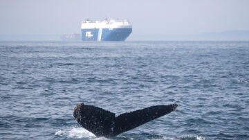  ballena jorobada frente a un gran buque