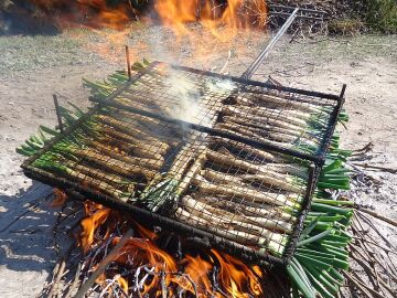 Calçots