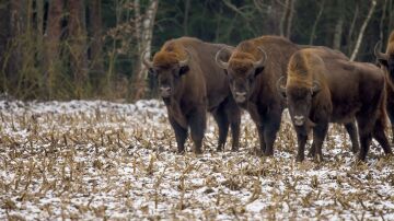 bisonte europeo