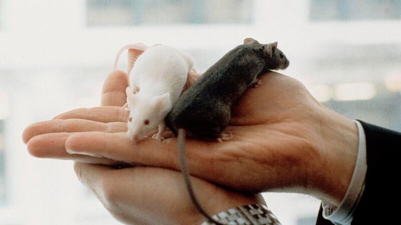 ratones, circuito neuronal