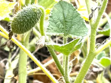 Fruto de la planta "pepino del diablo" Fruto de la planta "pepino del diablo"