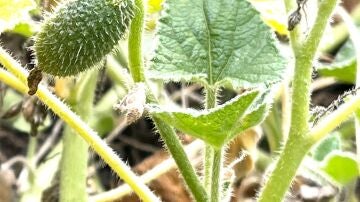 Fruto de la planta "pepino del diablo"