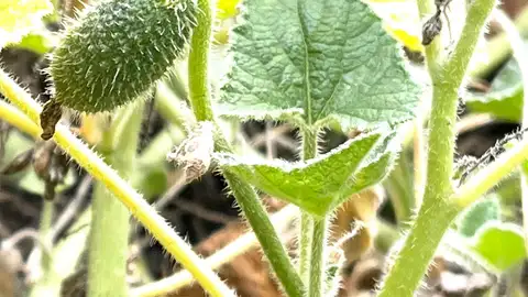 Fruto de la planta "pepino del diablo" Fruto de la planta "pepino del diablo"