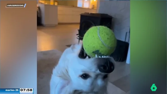 La divertida estrategia de un Golden Retriever para que jueguen con él La divertida estrategia de un Golden Retriever para que jueguen con él