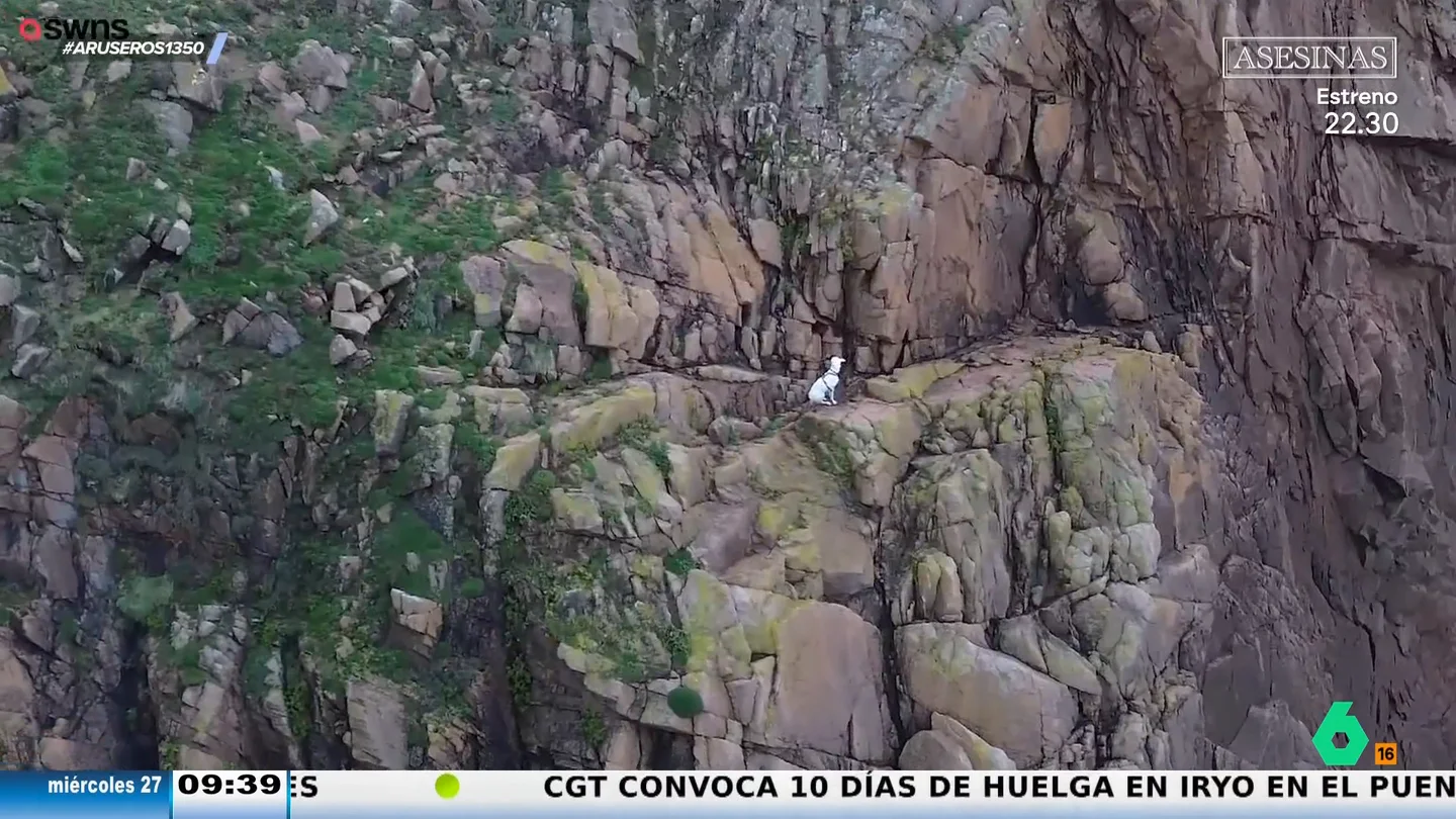 El agónico rescate de un grupo de voluntarios a un perro atrapado en un acantilado El agónico rescate de un grupo de voluntarios a un perro atrapado en un acantilado