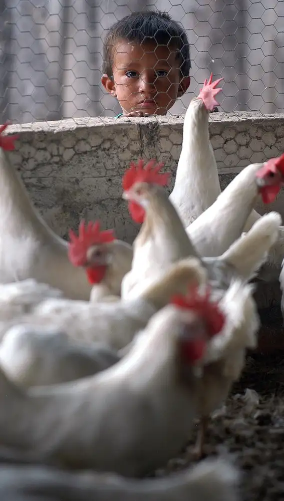 Un niño con gallinas Un niño con gallinas