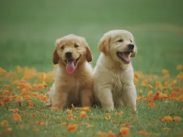 Perros Perros