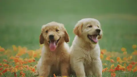 Perros Perros