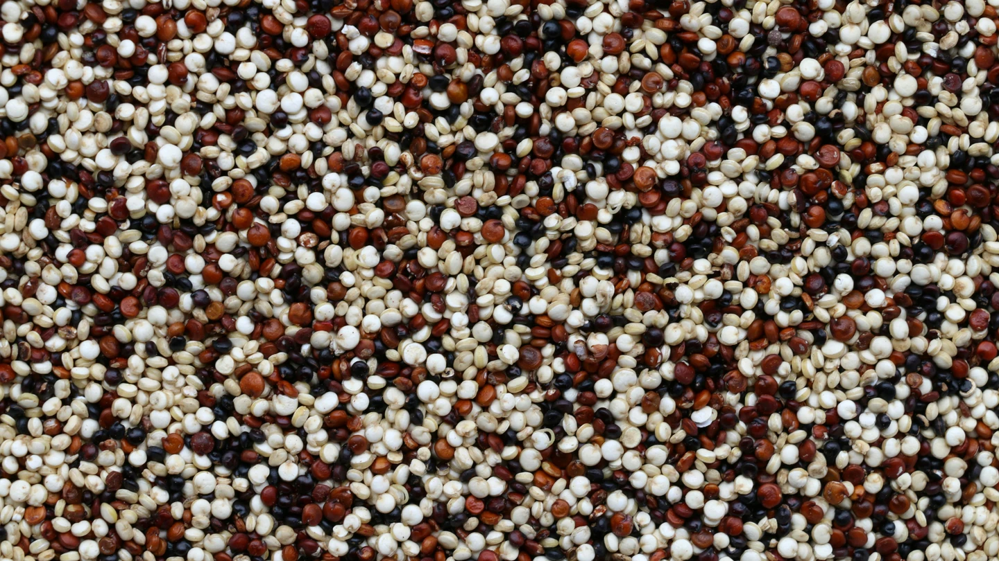 Diferentes tipos de quinoa. Diferentes tipos de quinoa.