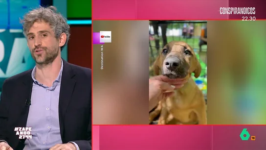 Víctor Algra desvela por qué las protectoras paralizan las adopciones en Navidad Con la llegada de la Navidad, las protectoras y refugios de animales ven incrementadas las peticiones de adopción. Pero, muchos refugios han optado por no permitir que se adopten animales durante estos días.