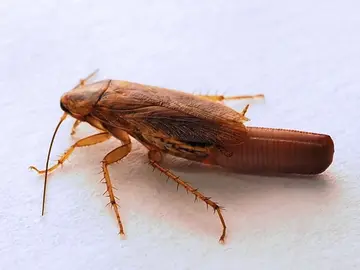 cucaracha cucaracha