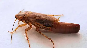 cucaracha cucaracha