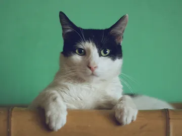 Gato Gato
