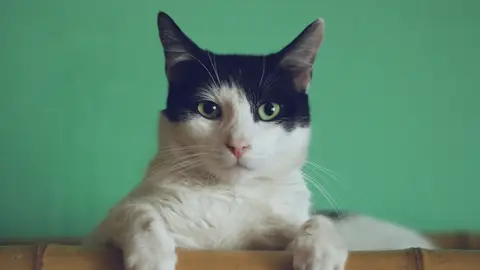 Gato Gato
