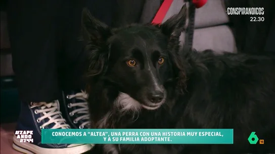 Zapeando conoce la historia de la perrita Altea: "Tenía un miedo horrible a cualquier animal" Víctor Algra da a conocer la historia de esta perrita adoptada en el refugio 'Salvando Inocentes'. Su familia explica cómo han conseguido que, poco a poco, vaya superando sus traumas y se convierta en una perra feliz y equilibrada.