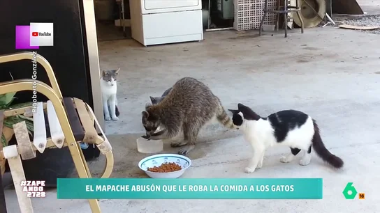 Un mapache 'abusón' se hace viral al robar la comida a unos gatos: "Tiene el carnet de manipulador de alimentos" El animal aprovecha que los gatos tienen un bol con agua para lavarse las manos antes de llevarse un puñado de pienso sin que los mininos hagan nada por evitarlo.