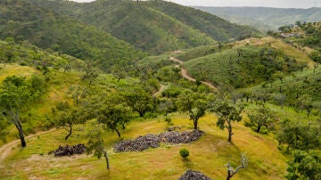 Alcornocales en el Algarve