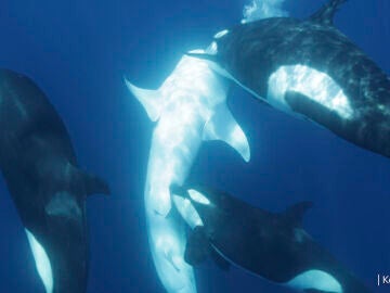 Orca mordiendo a un tibur&oacute;n