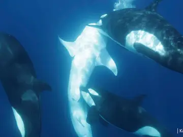 Orca mordiendo a un tiburón Orca mordiendo a un tiburón