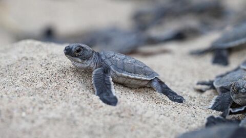 Tortuga verde recién salida del huevo