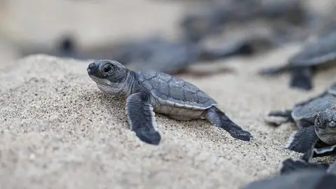 Tortuga verde recién salida del huevo Tortuga verde recién salida del huevo