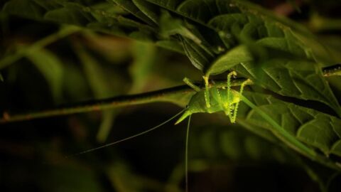 Fauna